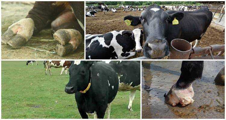 Обрезка копыт. причины хромоты коров и их лечение