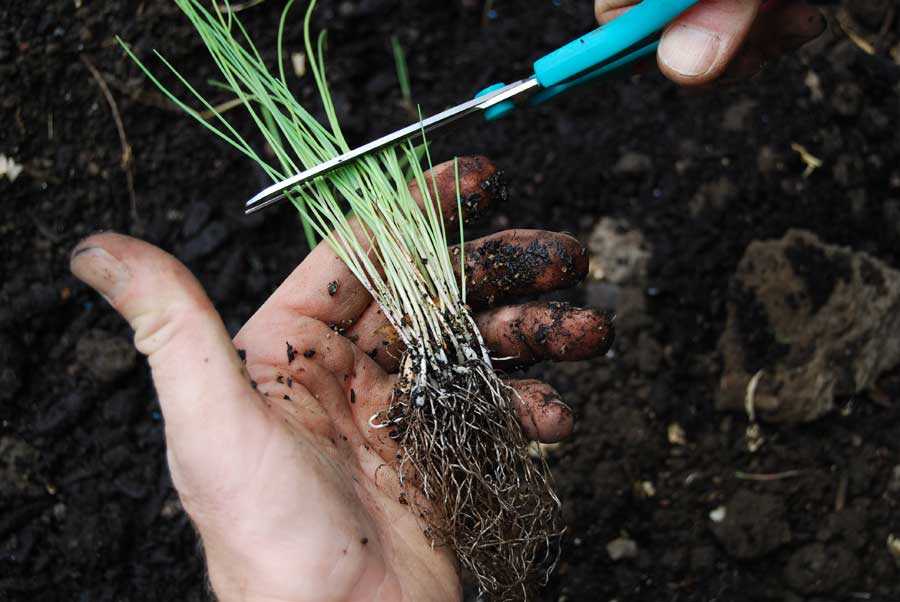 Лук-порей: посадка и уход на урале. особенности выращивания лука-порея в открытом грунте