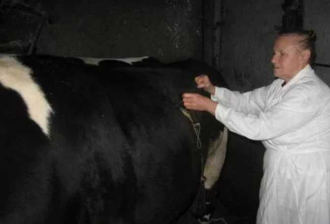 Вздутие живота у быка — как помочь животному? | фермер
вздутие живота у быка — как помочь животному? | фермер