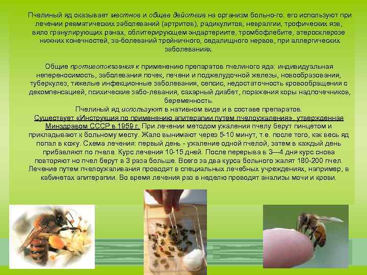 Аллергия на укус пчелы: симптомы, лечение