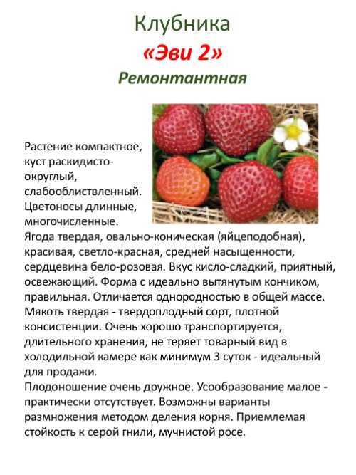 Клубника кармен: среднепоздний сорт, описание и характеристика садовой земляники, отзывы, выращивание, размножение