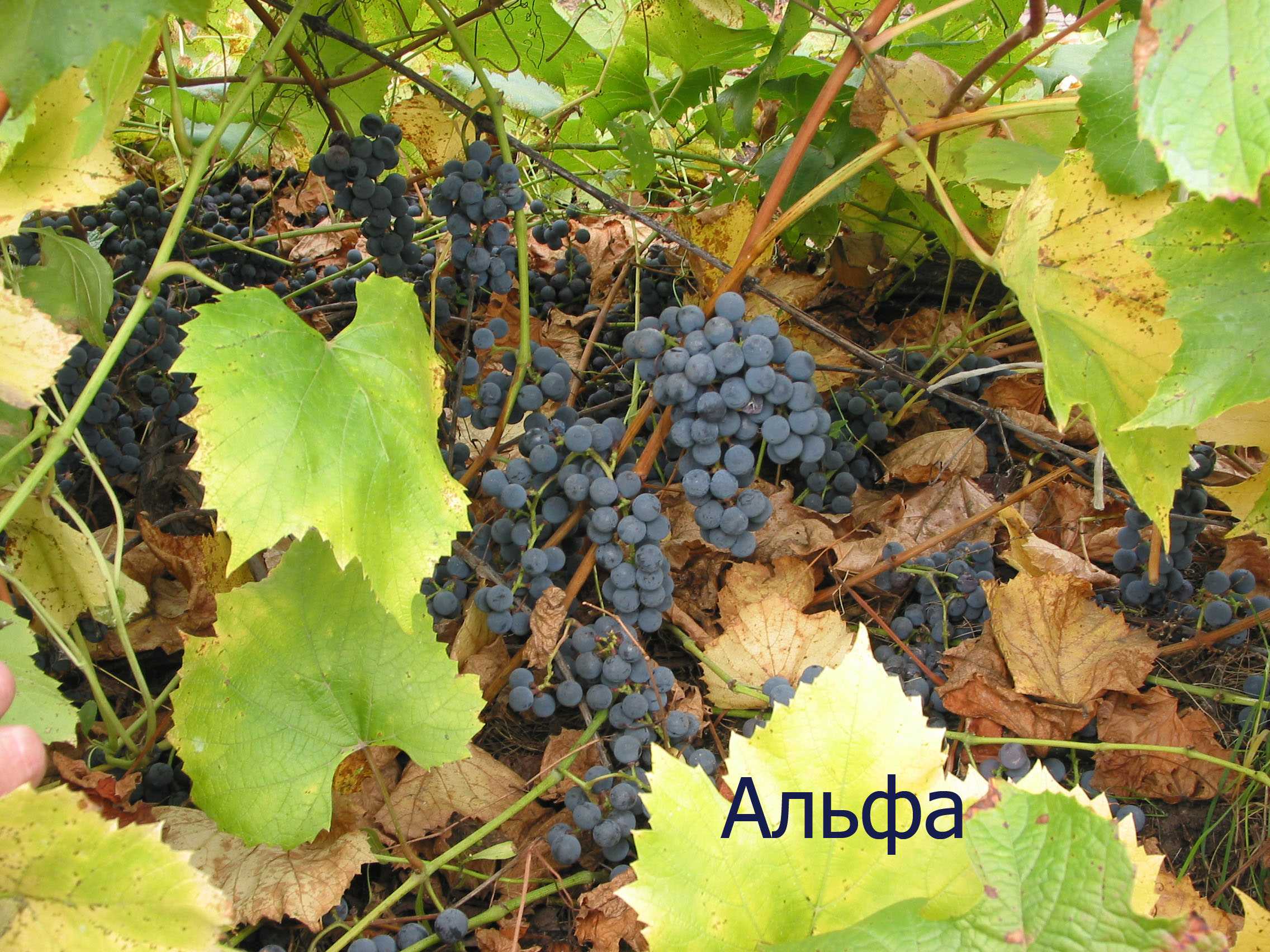 Виноград альфа: описание сорта, фото и отзывы