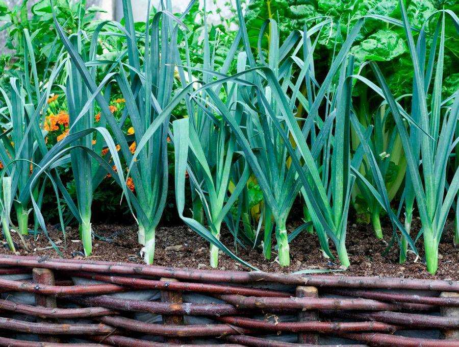 Лук-порей: выращивание на огороде из семян