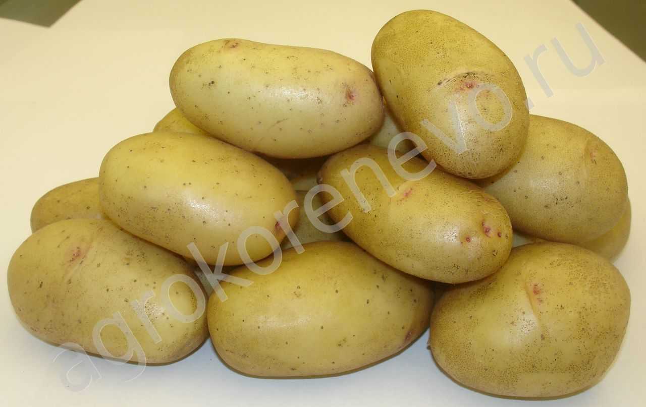 Картофель лорд описание. картофель глазами меня… как сажала и сорта выбирала. часть 1