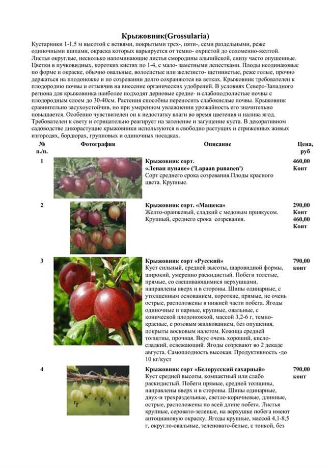 Крыжовник юбиляр - характеристика сорта и описание, выращивание