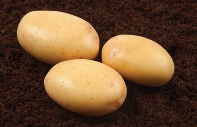 Выращивание картофеля по голландской технологии – особенности и преимущества способа