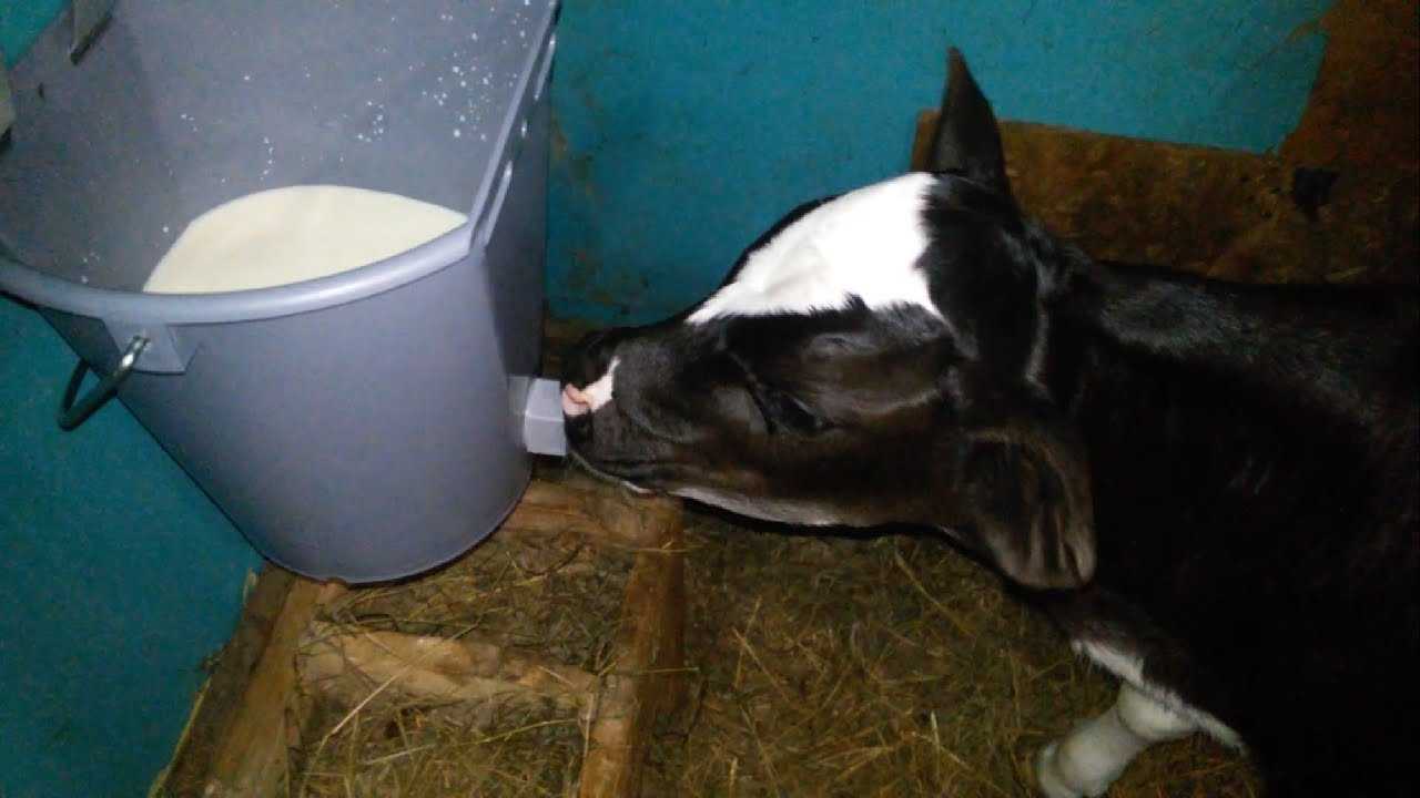 Через сколько после отела можно пить молоко. Выпойка телят. Теленок пьет молоко у коровы. Теленок пьет молоко.