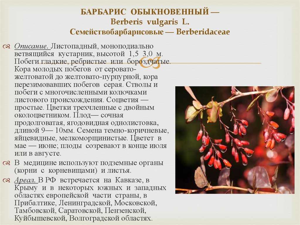 Барбарис амурский (berberis amurensis): фото и описание. описание и фото барбариса амурского
