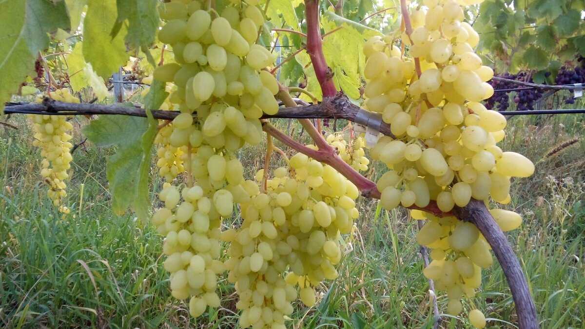 Солнечная ягода удивительного вкуса — виноград «долгожданный»