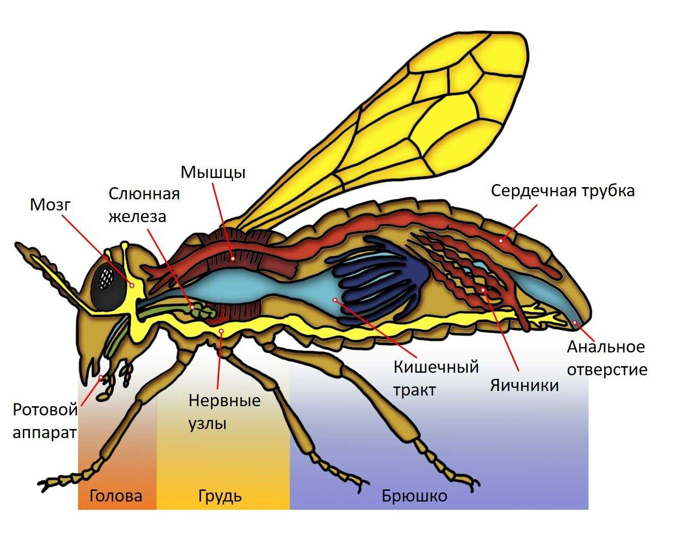 Какие системы у насекомых. Нервная система членистоногих насекомых. Внутренне строение пчелы. Членистоногие строение систем. Строение пчелы хитин.