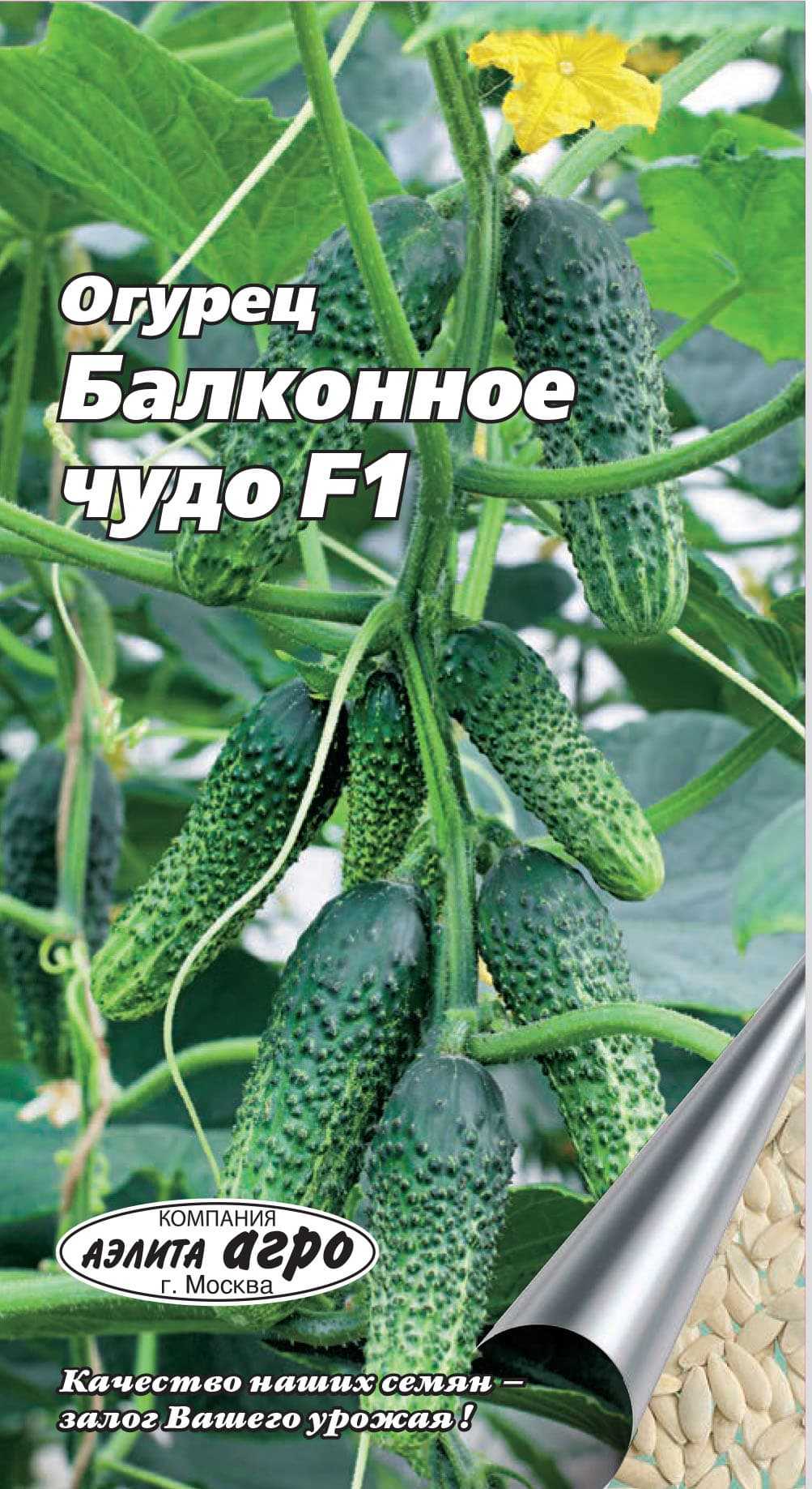 Огурец балконный f1 выращивание. Огурец городской огурчик f1. Огурец балконный f1 (семена Алтая).