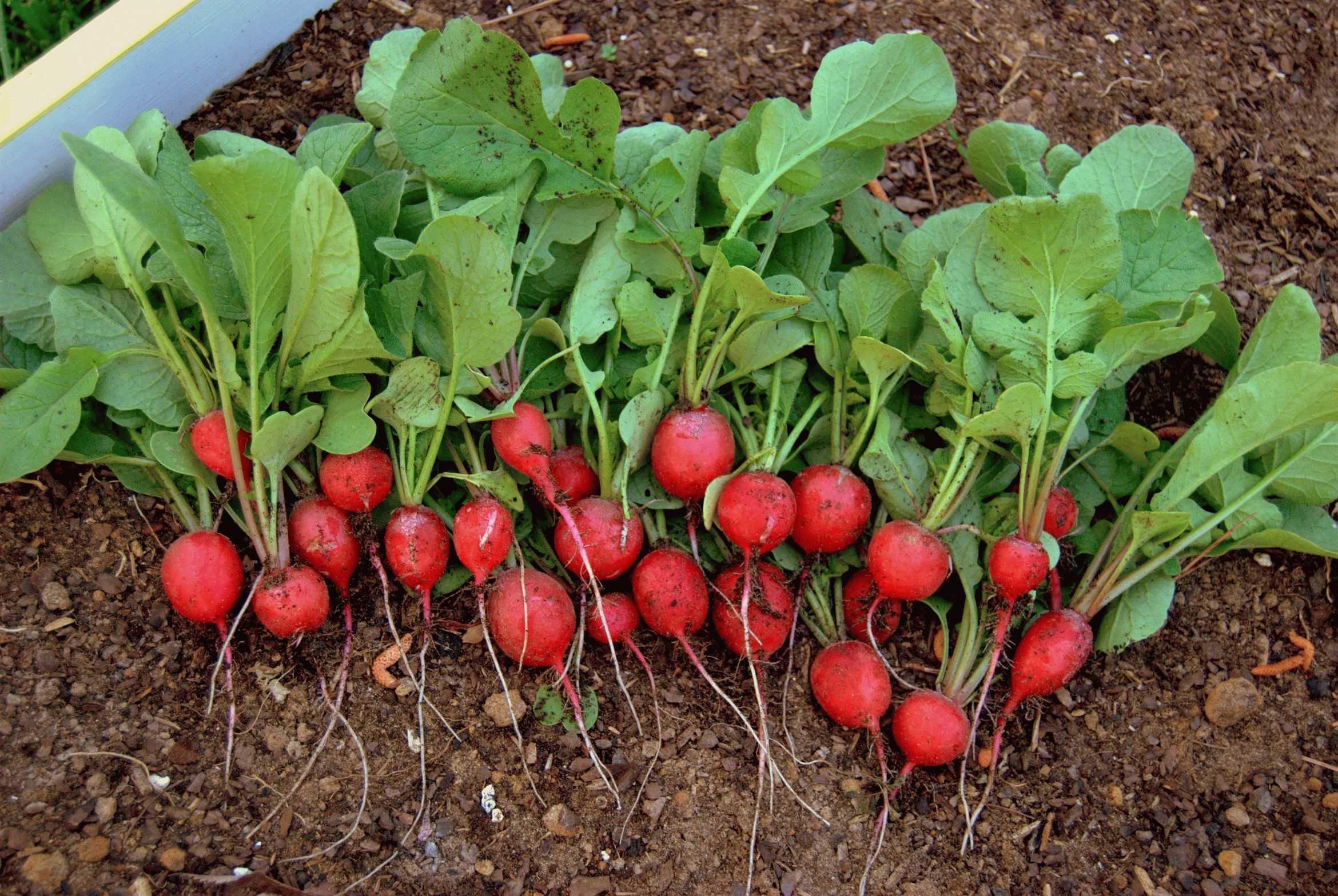 Грядки редиса на подоконнике: особенности посадки и выращивания овоща