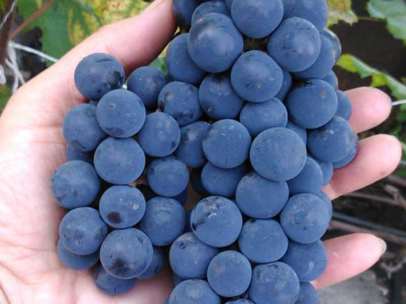 Как посадить виноград саженцами и черенками в открытый грунт весной и осенью