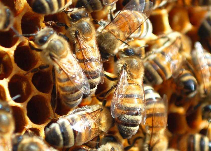 Сколько живет рабочая пчела. Маточник пчелиный свищевой. Пчелиная семья. Рабочая пчела. Пчелиные матки Карпатской породы.