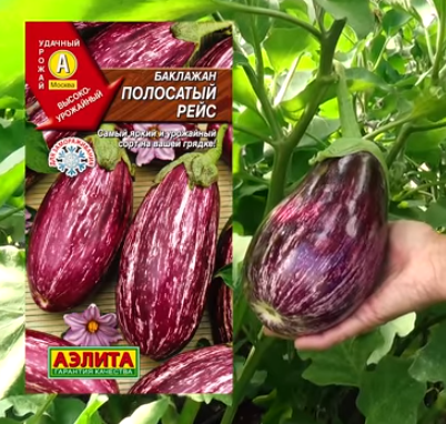 Характеристика и описание гибрида баклажана эпик f1 выращивание и уход - журнал садовода ryazanameli.ru