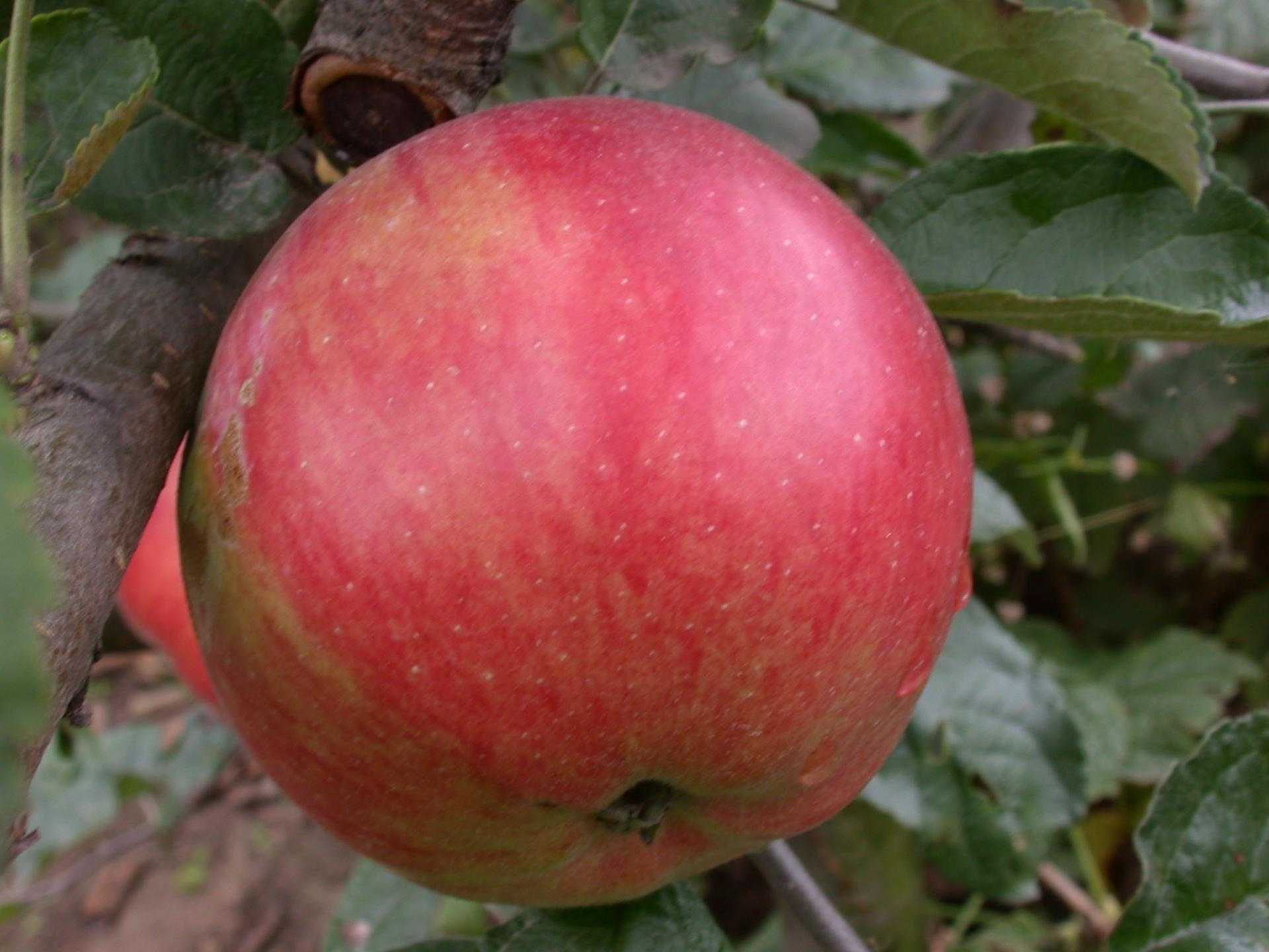 Сорт яблок Айдаред: описание сорта фото отзывы садоводов Посадка и уход, достоинства и недостатки сорта