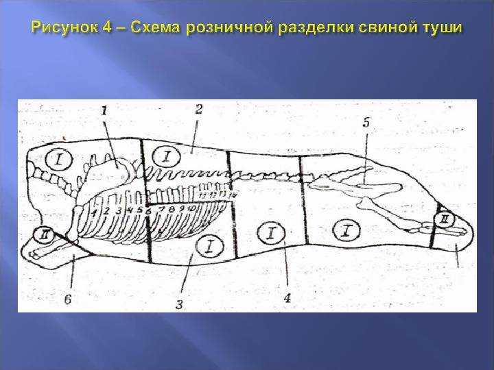5 главных схем разделки свиной туши, виды мяса
