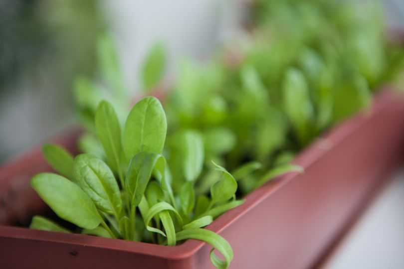 Базелла красная, или цейлонский шпинат - однолетняя лиана со вкусными листьями