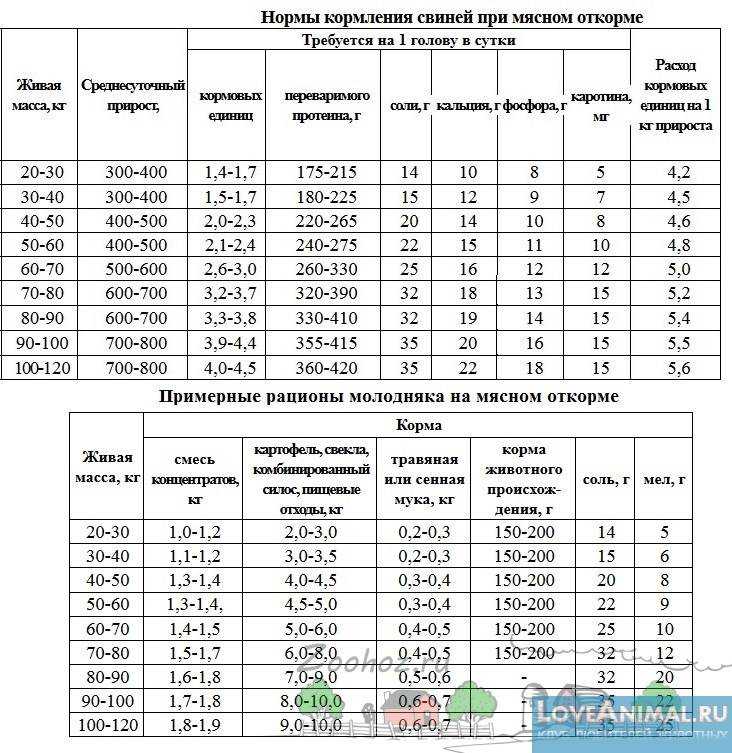 Новая линейка кормов для бройлеров purina® профи. важные отличия от предыдущей линейки, схемы применения старт, рост, финиш