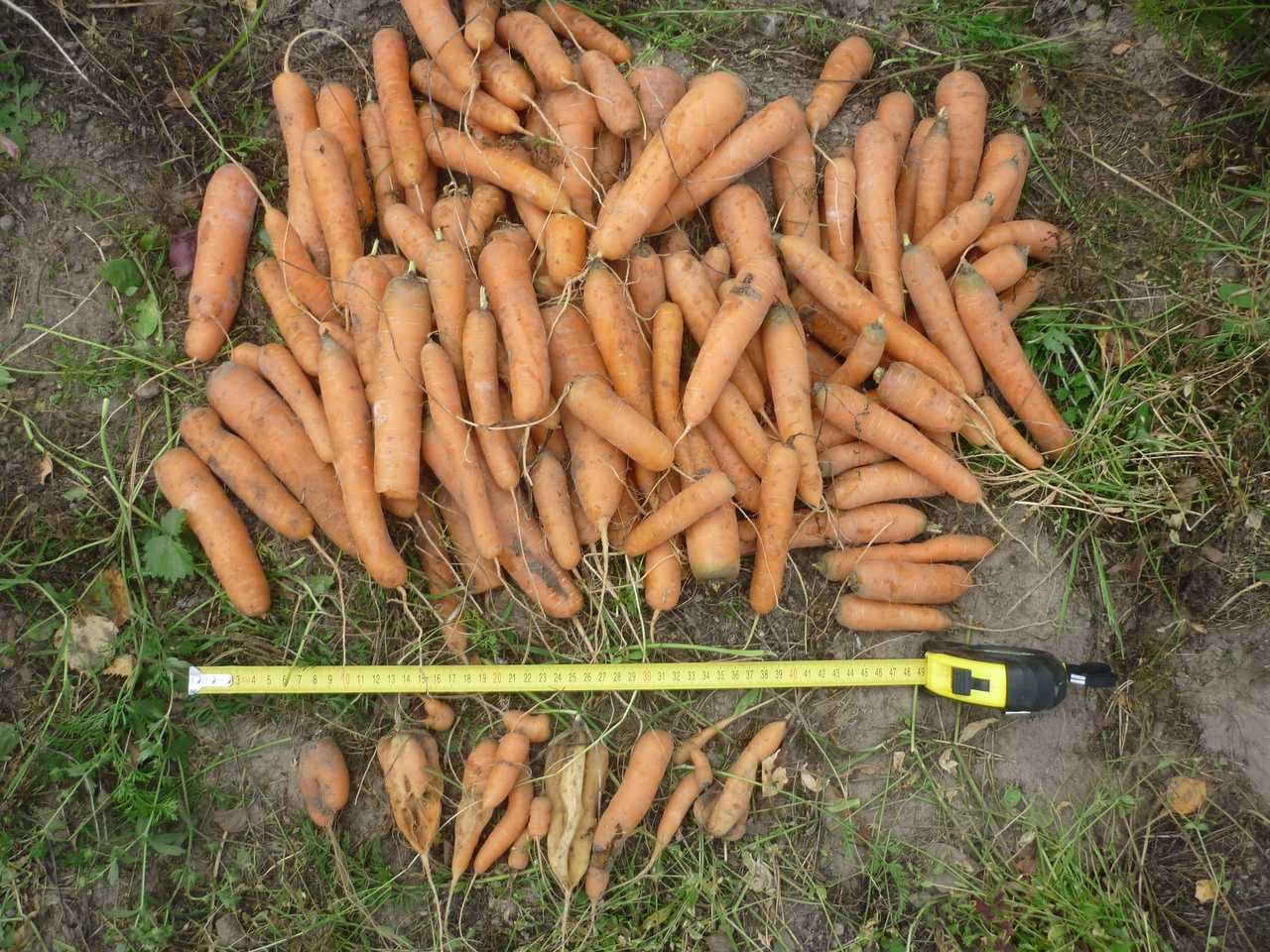 Как вырастить крупную и сладкую морковь? приёмы, агротехника, советы и секреты. фото — ботаничка