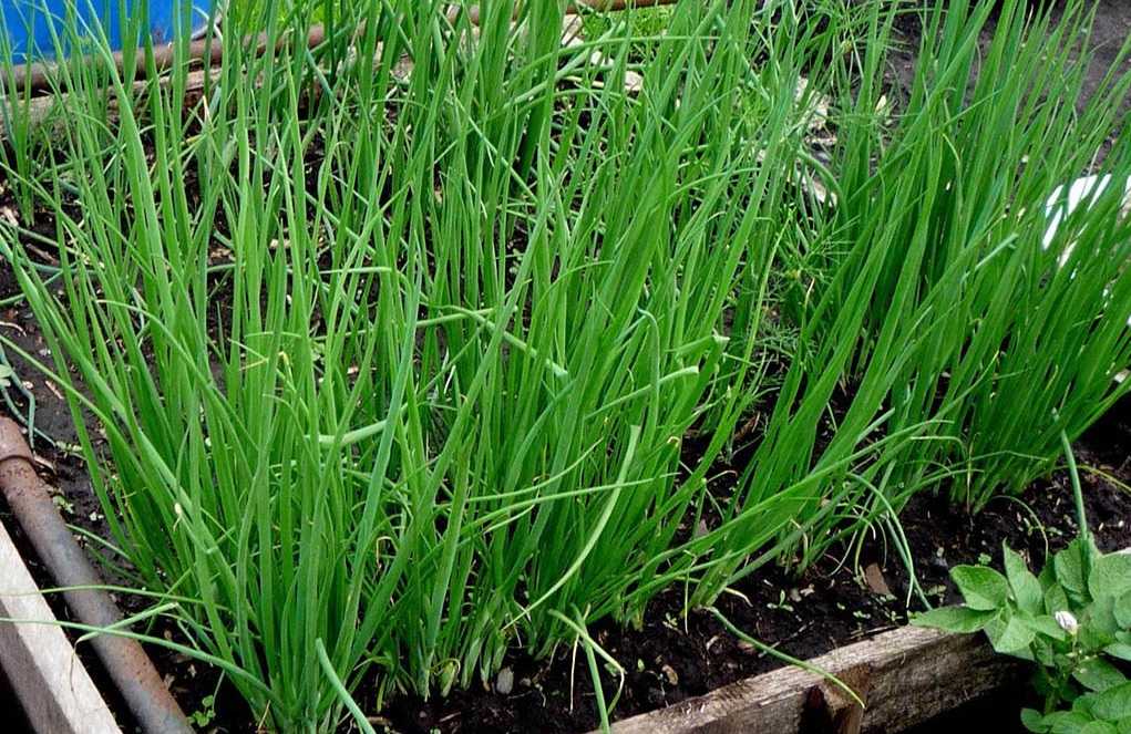 Скороспелый и плодородный — почему дачники стремятся посадить и вырастить лук-шалот на своем участке?