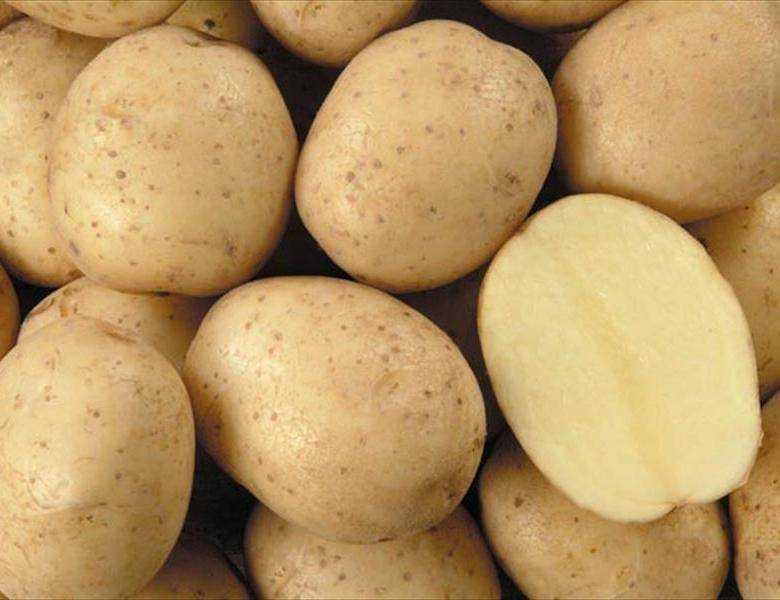 Картофель латона: описание и характеристика сорта, особенности выращивания и ухода, вкусовые качества, фото