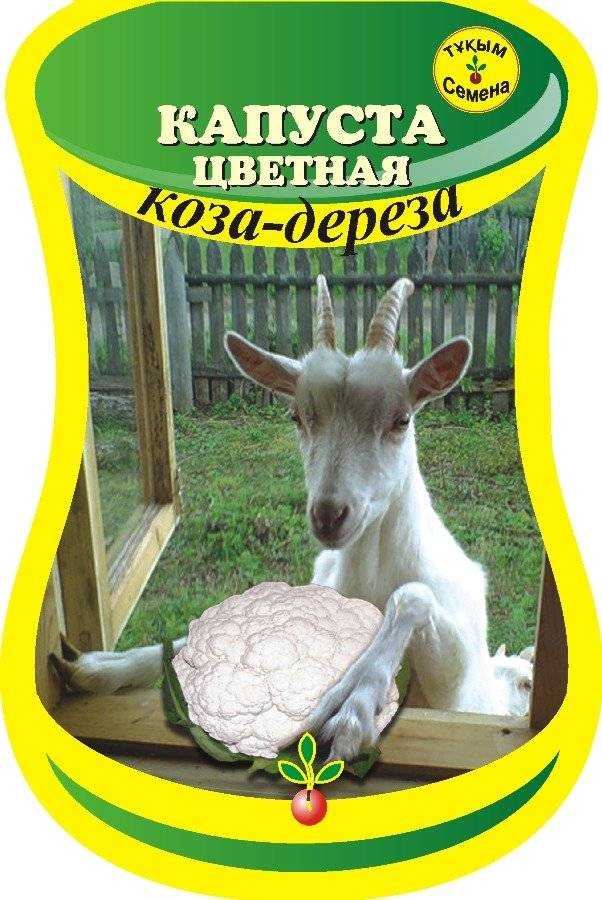 Цветная капуста коза-дереза: описание сорта, отзывы, урожайность