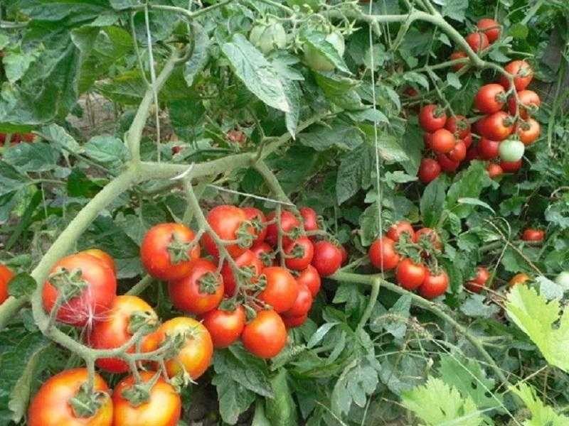 Ультраранний детерминантный томат Шаста F1: описание и сортовые характеристики, правила посадки и ухода, отзывы огородников