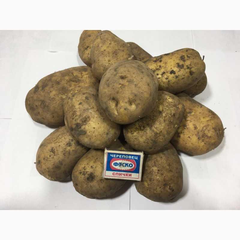Описание и характеристики картофеля сорта джувел, посадка и уход