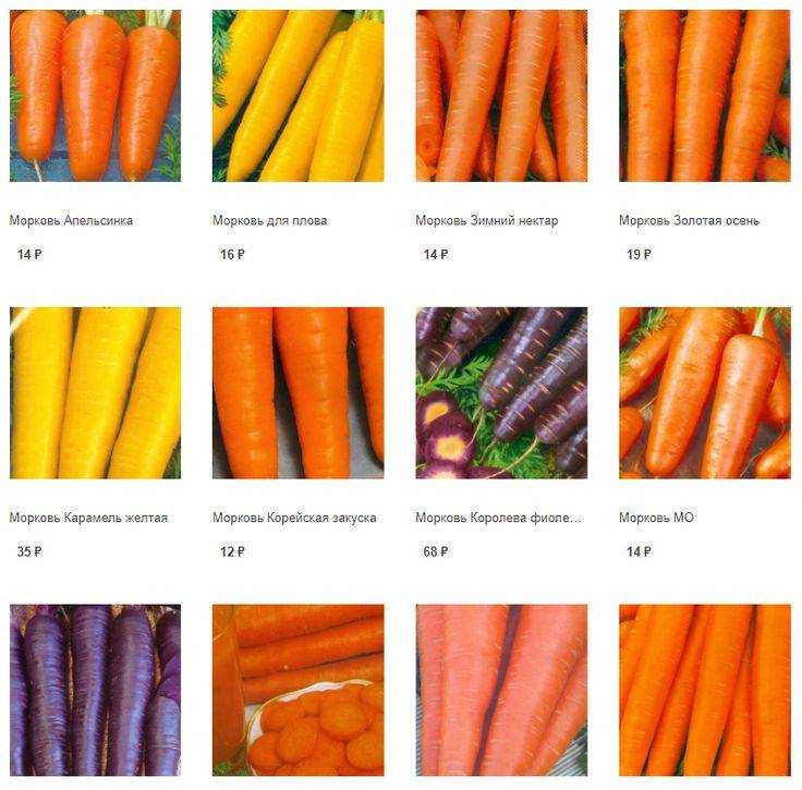 50 лучших сортов моркови с описаниями и характеристиками