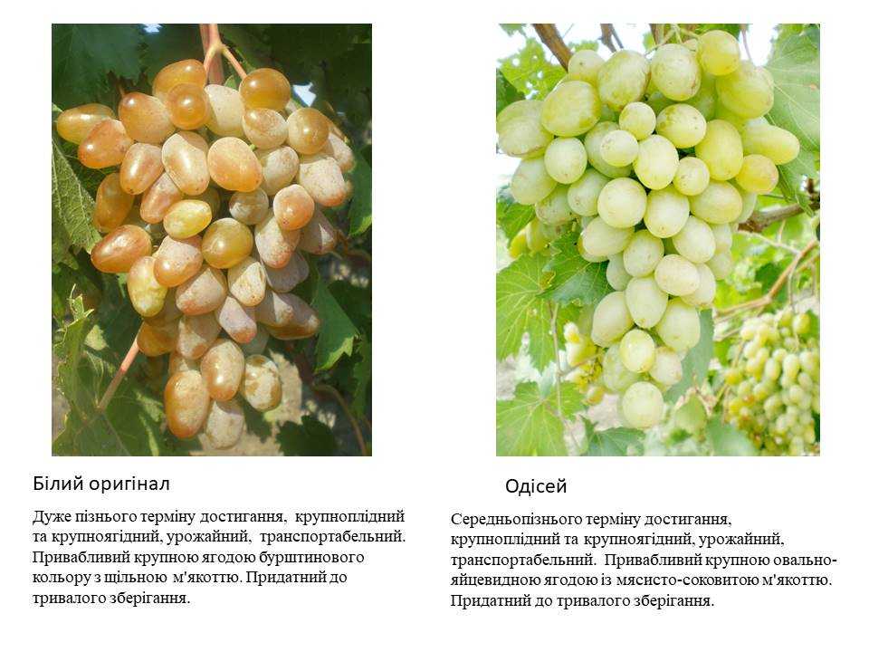 Виноград белое чудо: краткое описание сорта и его особенности