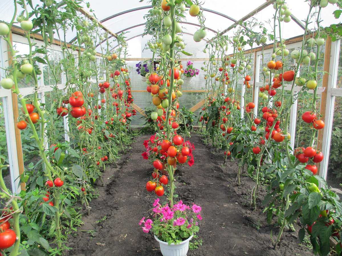 Выращивание помидоров в открытом грунте в подмосковье как правильно ухаживать