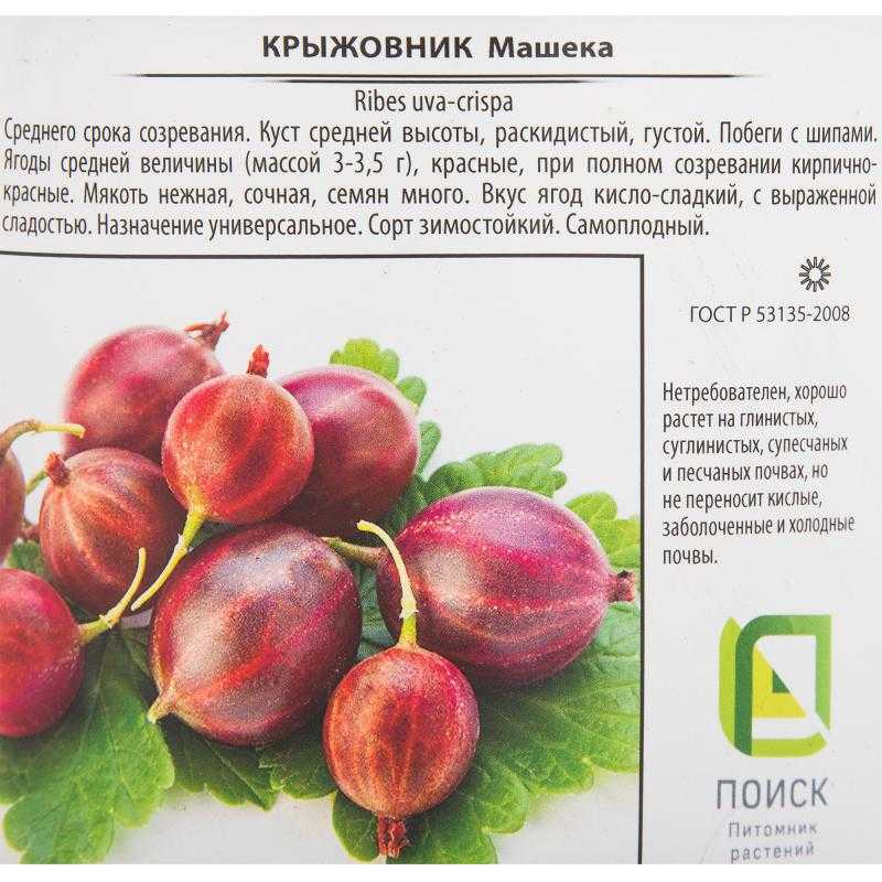 Крыжовник машенька: характеристика, особенности выращивания и размножения