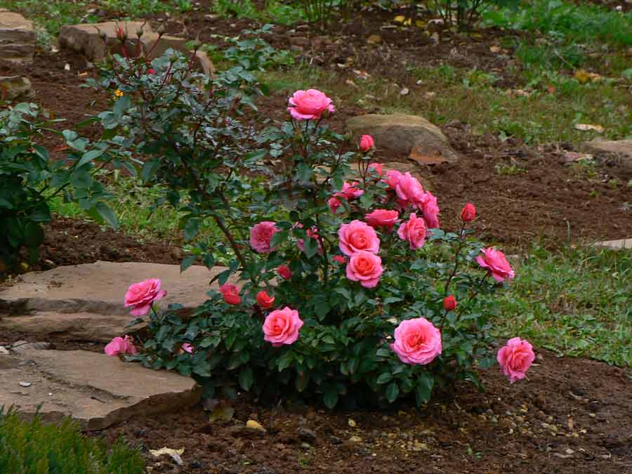 Какие розы самые неприхотливые и зимостойкие: 3 главных типа и советы по борьбе с вредителями