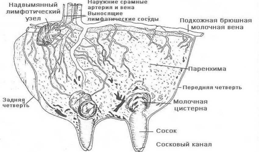 Схема строения вымени коровы