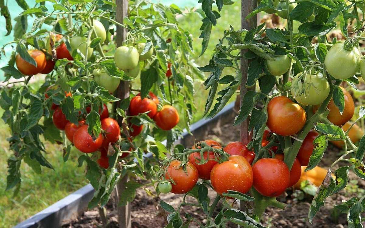 Сорта томатов для открытого грунта фото