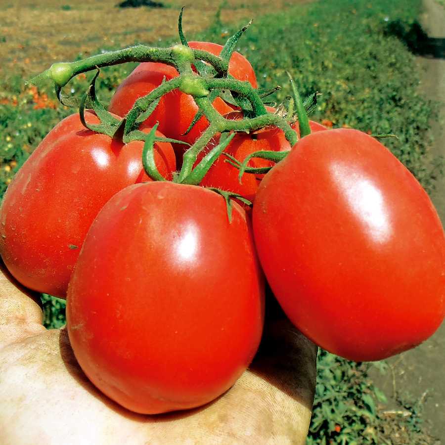 Семена сортов томатов для открытого грунта. Томат паленка f1. Томат Таунсвиль f1. Томат сорт паленка f1. Столыпин сорт томатов.