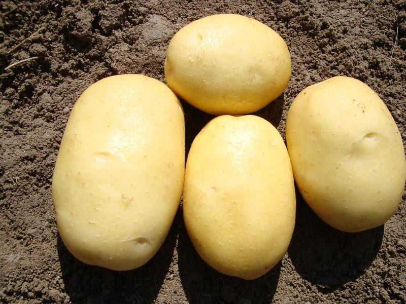 Сорт картофеля джувел