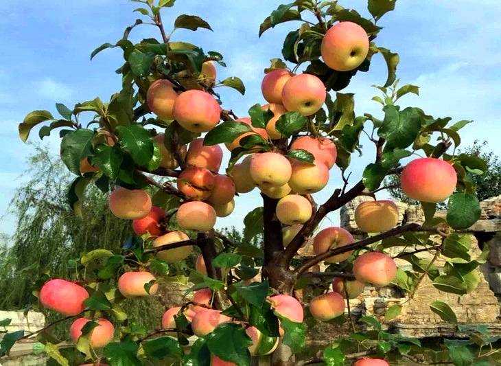 Яблоня чудное: описание карликового сорта, посадка и уход, отзывы садоводов