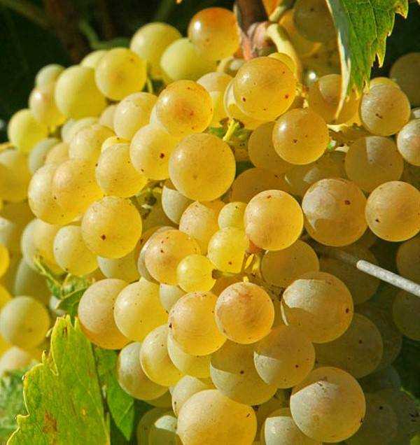 Характеристика сортов винограда для сибири