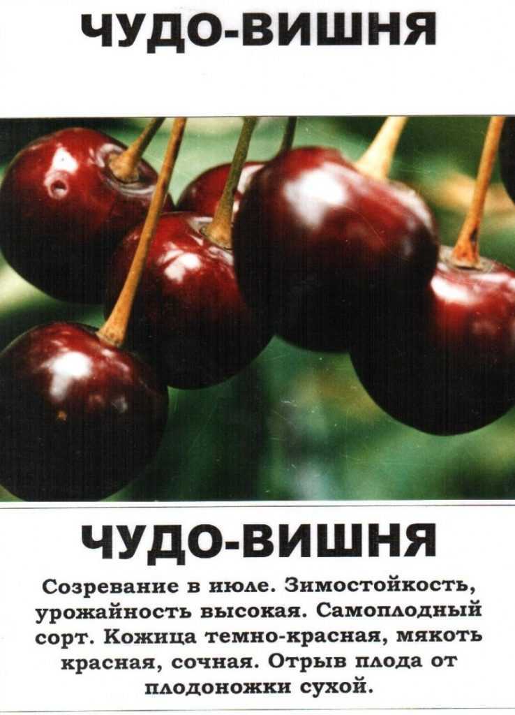 Сорта черешни для ленинградской области: 17 лучших с описанием, выращивание и уход