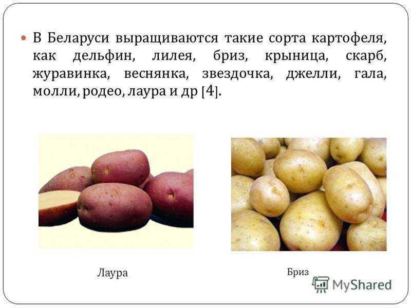 Сорт картофеля бриз: характеристика, отзывы, фото
