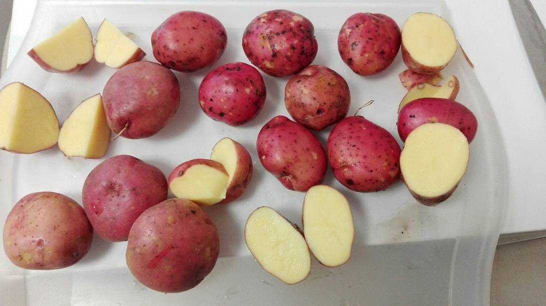 ᐉ сорт картофеля «ароза» – описание и фото - roza-zanoza.ru
