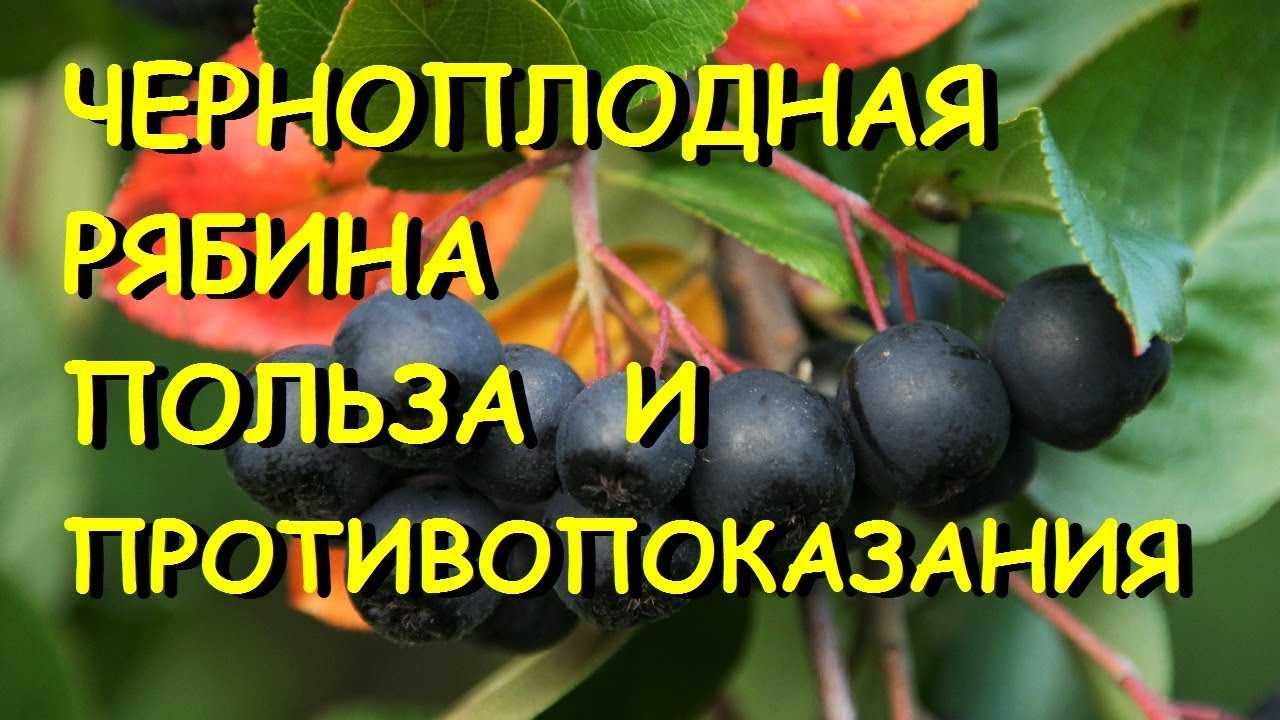 Черноплодная рябина - суперфуд, замедляющий процесс старения. чем она полезна для здоровья