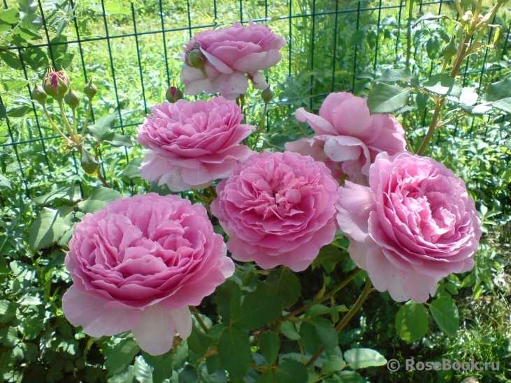 Благородство и изящество розы принцесса анна: описание и фото сорта, цветение и уход, размножение и другие нюансы