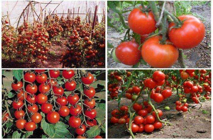 Низкорослые томаты для открытого грунта: лучшие сорта с фото