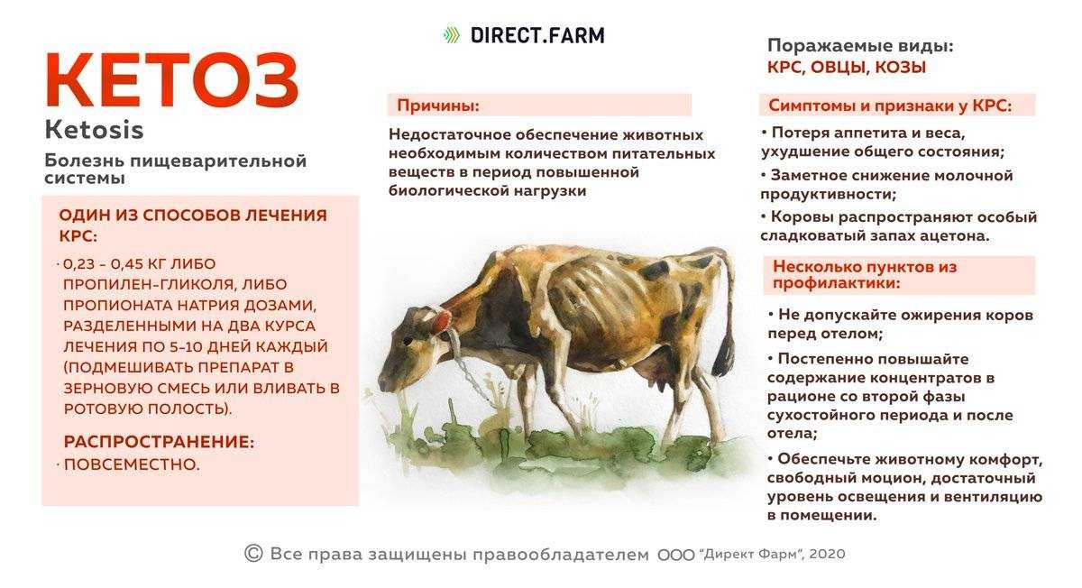 Мастит у коров