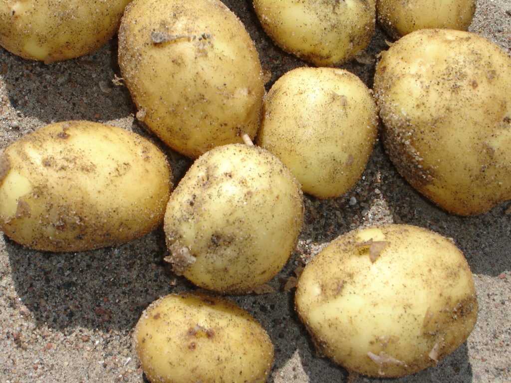 Картофель джувел или ювель: характеристика сорта, вкусовые качества, выращивание