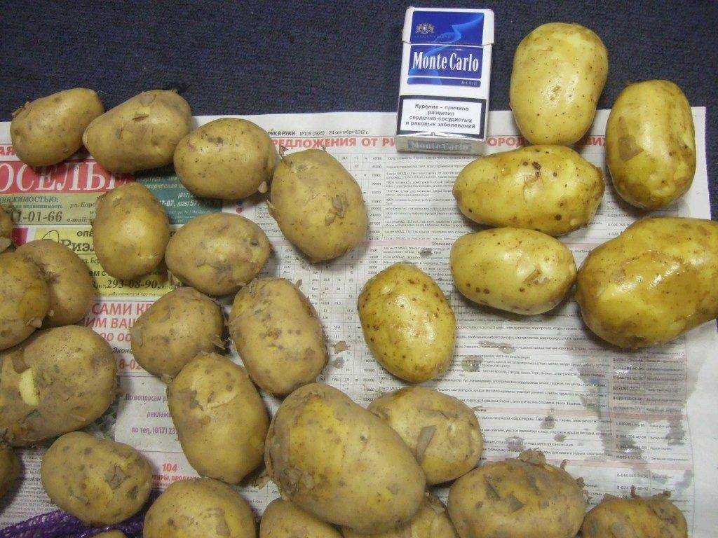 Картофель джувел: характеристика и описание сорта, отзывы, урожайность, фото