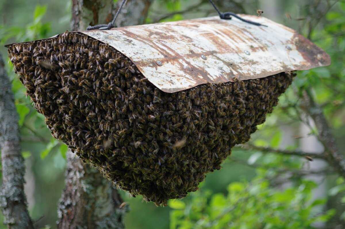 Когда роятся пчелы. Роение пчел. Роение пчел в улье. Пчеловодство. Роение пчел.. Рой улей.
